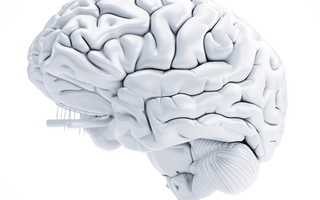 white 3d brain for wellness safety and productivity