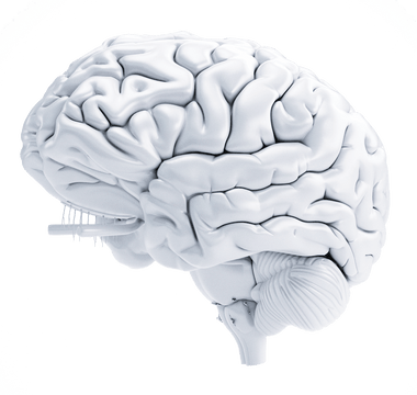 white 3d brain for wellness safety and productivity